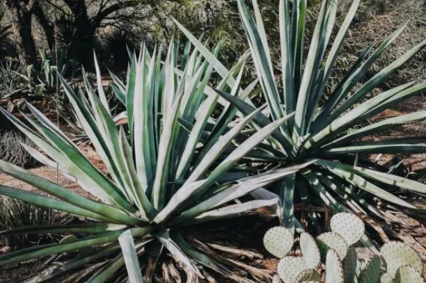 Yucca – Simply Professional Formula